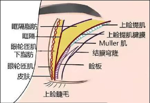 眼部构造