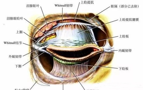 眼部构造