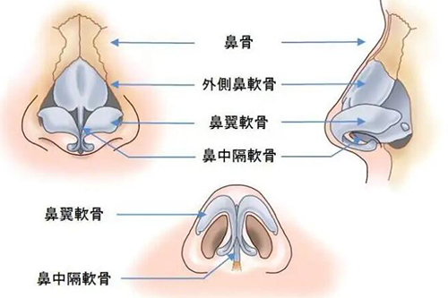 鼻子各部位解刨图展示