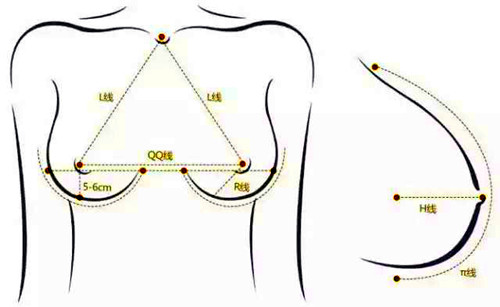 胸部基础数据
