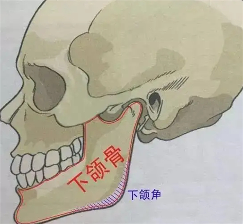 下颌骨展示图
