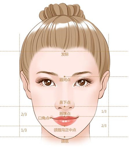鼻部美学标准图示