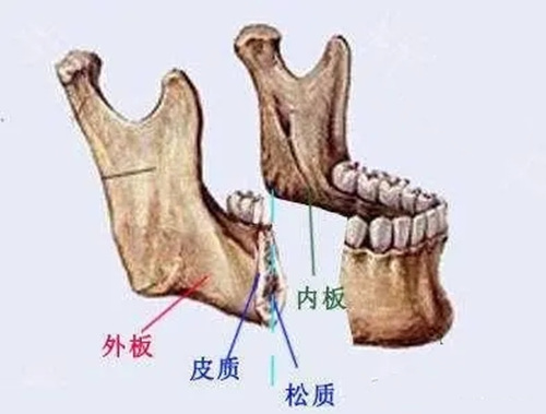 下颌骨解剖结构