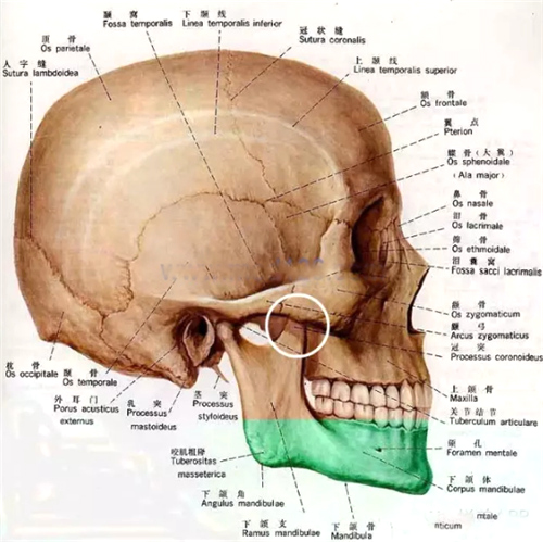 脸部颧骨位置图片