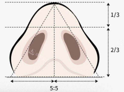 鼻尖鼻孔鼻翼比例