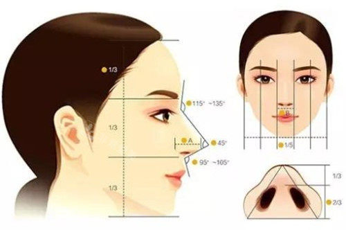 鼻部美学标准