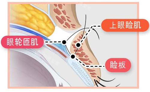 眼部结构示意图