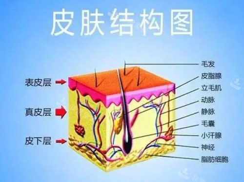 皮膚結(jié)構(gòu)圖 皮膚結(jié)構(gòu)圖