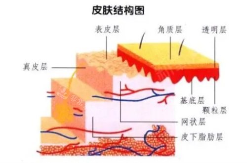 皮膚結(jié)構(gòu)圖 皮膚結(jié)構(gòu)圖