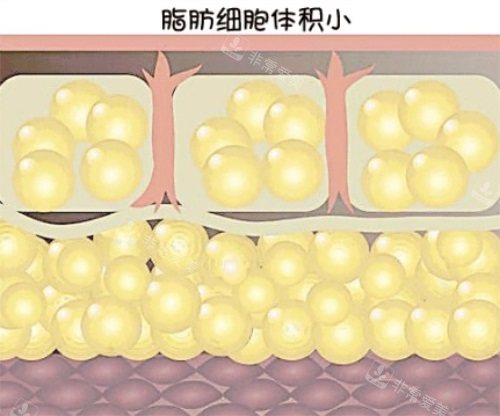 脂肪細胞 脂肪細胞