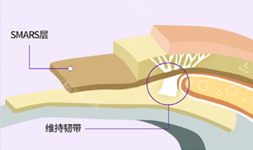 面部皮膚層次示意圖 面部皮膚層次示意圖