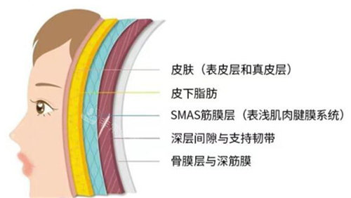 面部各個(gè)層次示意圖 面部各個(gè)層次示意圖