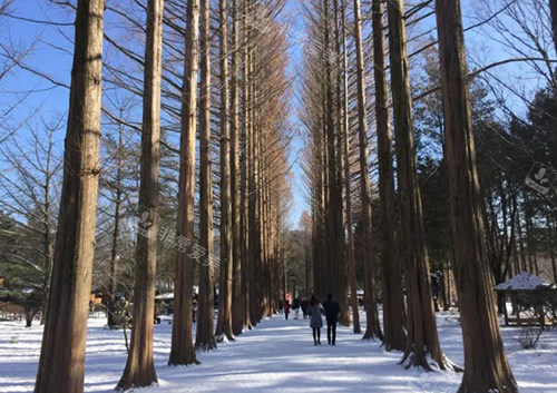 韓國南怡島雪景