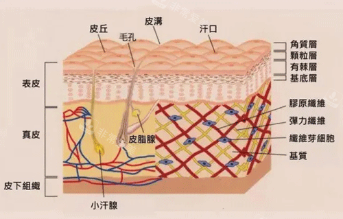 皮肤结构图