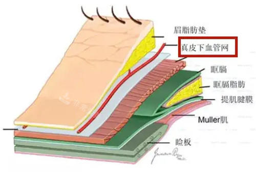 眼部组织结构展示