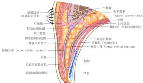 眼部各个部位展示