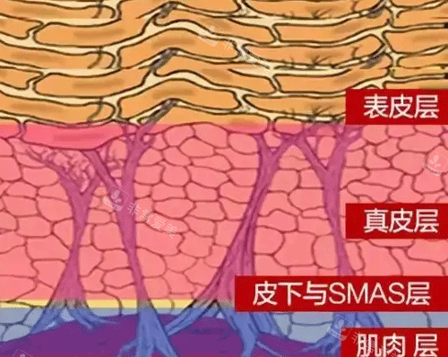 皮肤结构图