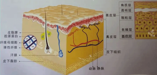 皮肤结构图