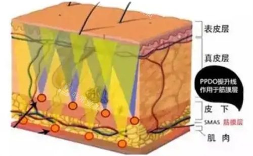 面部皮膚結(jié)構(gòu)圖
