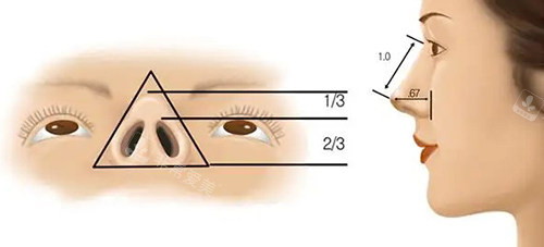 鼻头以及鼻部比例图