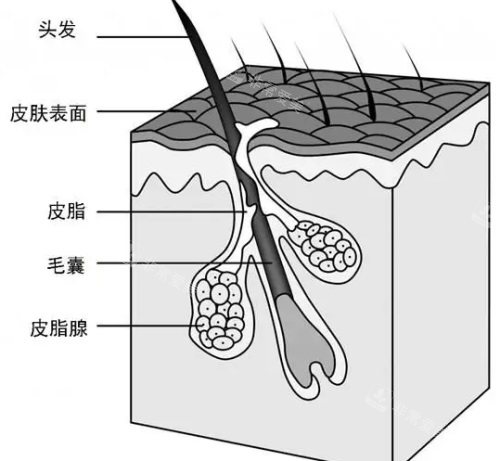 毛發(fā)毛囊結(jié)構(gòu)示意圖