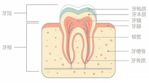 牙齿结构图