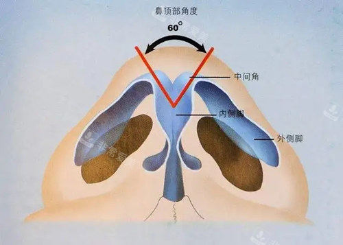 鼻尖结构及美学角度