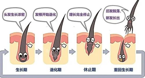 毛囊生長期 毛囊生長期