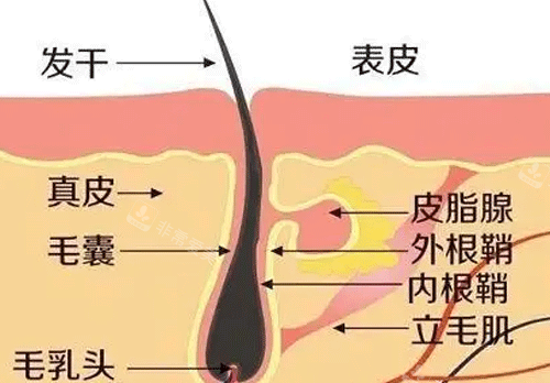 毛囊的基本构造图解