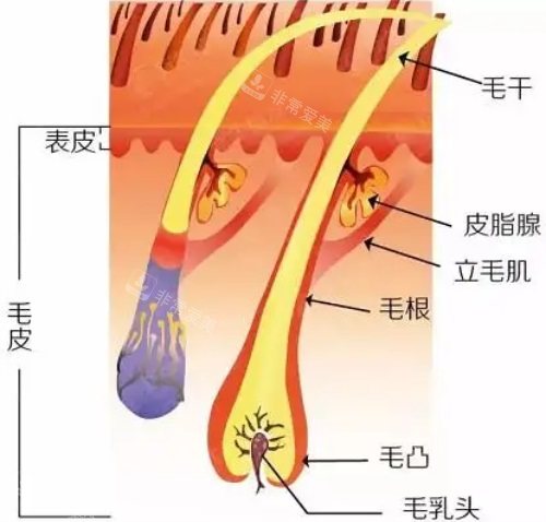 植发3000个毛囊图图片