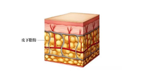 皮下脂肪组织示意图