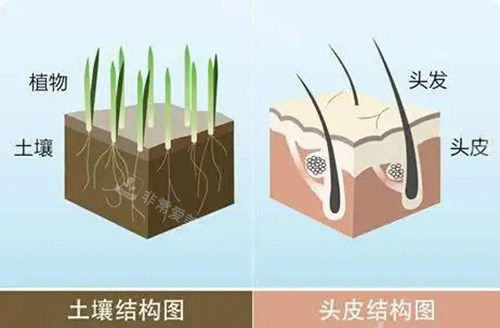 頭皮結(jié)構(gòu)圖 頭皮結(jié)構(gòu)圖