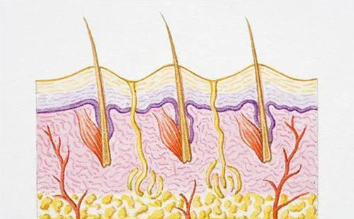 毛囊生长示意图