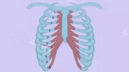 韩国秀美颜整形取肋软骨位置