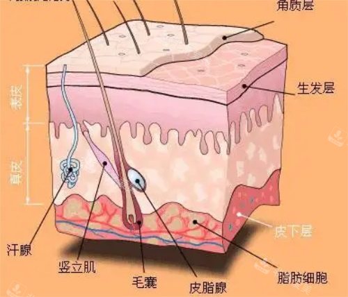 脂肪結(jié)構(gòu)示意圖