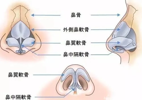 鼻部结构示意图