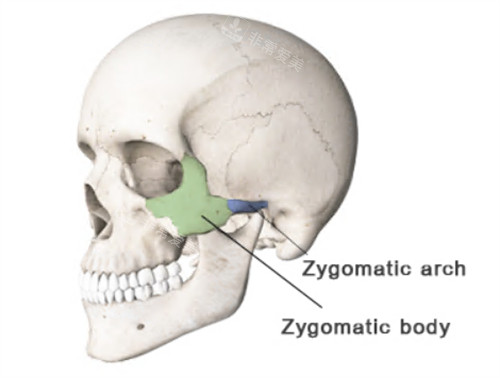 颧骨颧弓位置图示