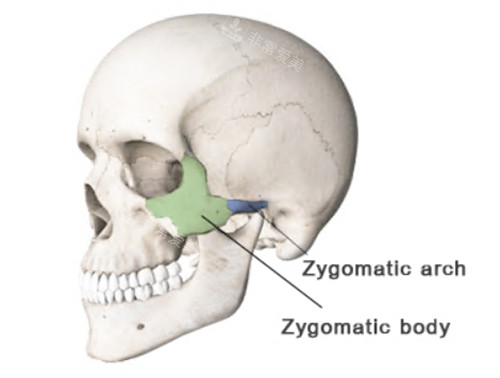 顴骨顴弓位置圖示