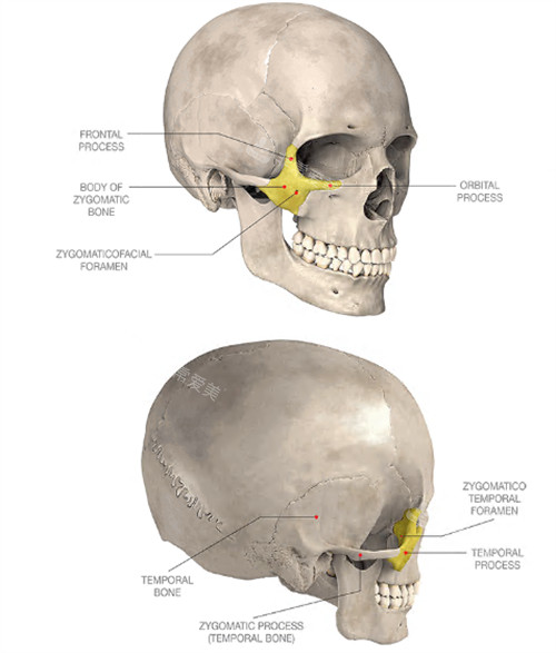 颧骨颧弓位置展示图