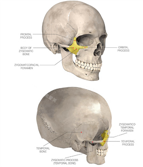 顴骨顴弓位置展示圖