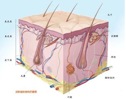 脂肪結(jié)構(gòu)示意圖