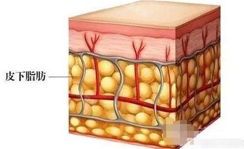 皮下脂肪细胞示意图