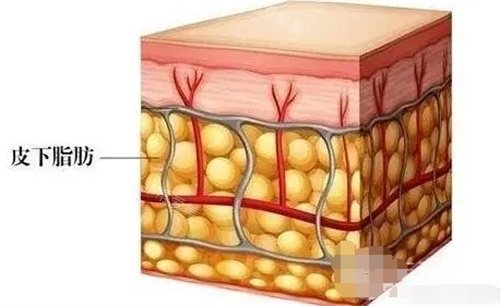 皮下脂肪細(xì)胞示意圖
