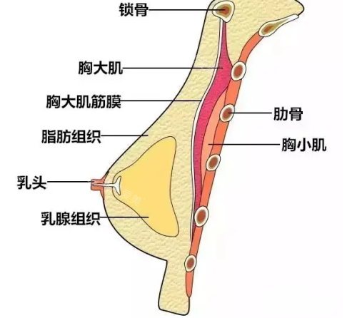 胸部結(jié)構(gòu)示意圖 胸部結(jié)構(gòu)示意圖