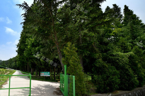 慶尚北道旅游景點閥榮里水杉路風(fēng)景照 慶尚北道旅游景點閥榮里水杉路風(fēng)景照