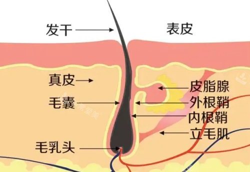 頭發(fā)結(jié)構(gòu)示意圖 頭發(fā)結(jié)構(gòu)示意圖