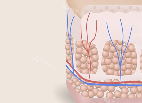 皮肤脂肪示意图
