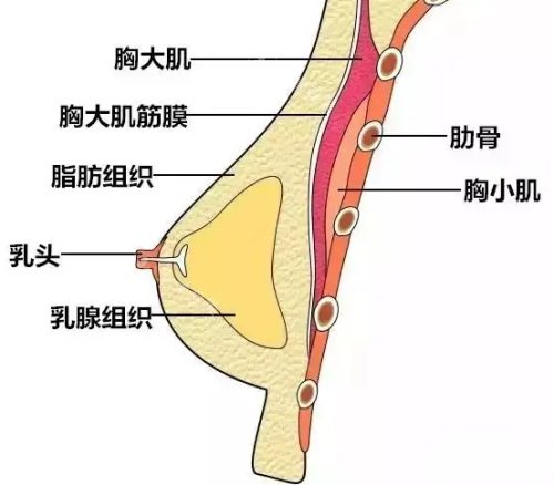 胸部結(jié)構(gòu)示意圖 胸部結(jié)構(gòu)示意圖