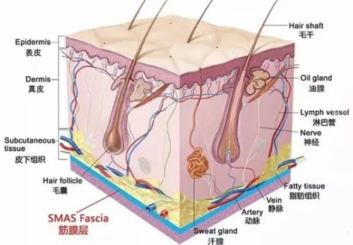 皮肤组织结构示意图
