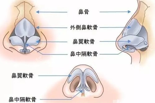 鼻部结构示意图